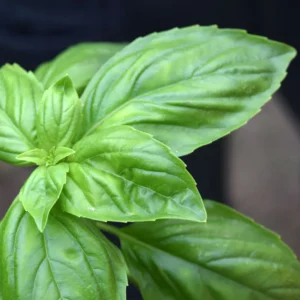 Basil