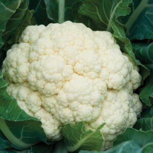 Cauliflower