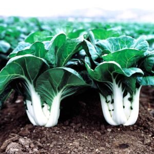 natural extracted edible oil