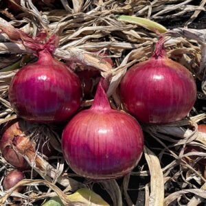 Red Onion
