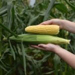 Sweet Corn