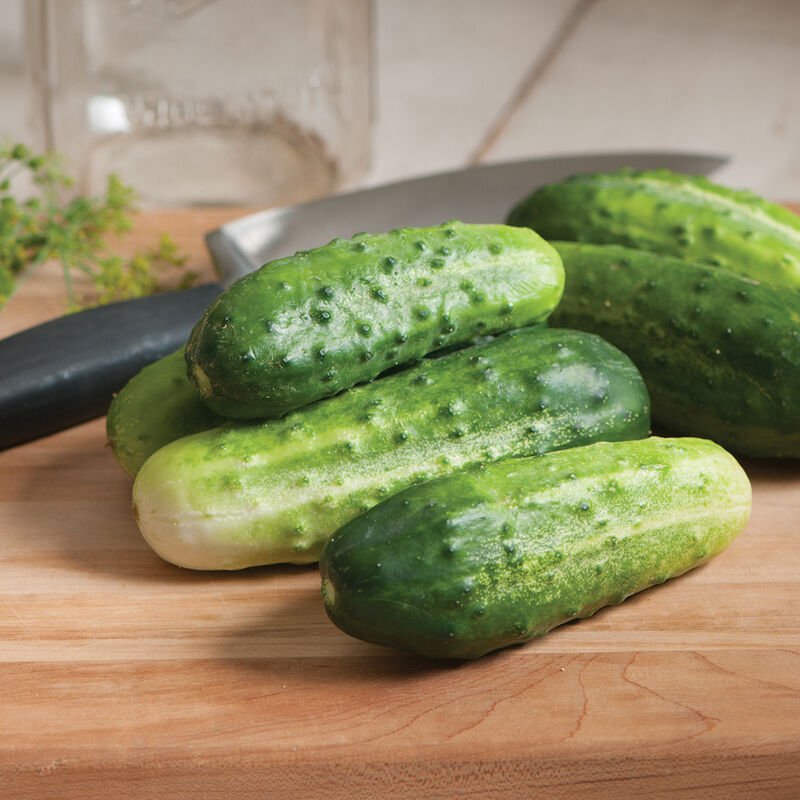 Cucumber H-19 Little Leaf (Organic)