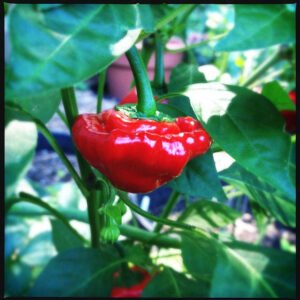 Sctch Bonnet Pepper- Red