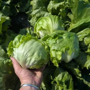 lettuce (iceberg) hybrid