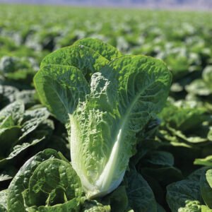 lettuce (hybrid)