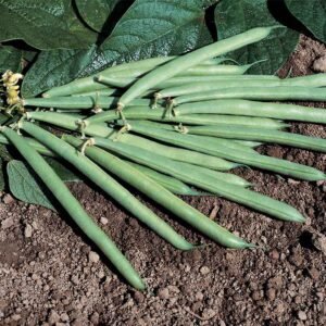 string bean (hybrid)