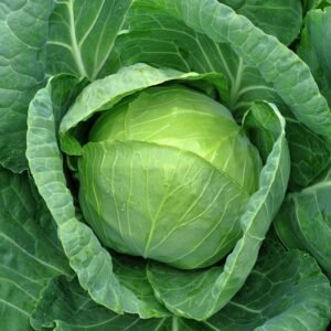 cabbage green hybrid