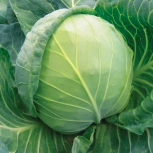 cabbage green hybrid
