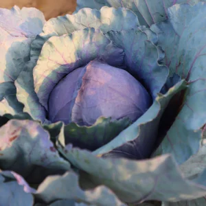 cabbage purple hybrid