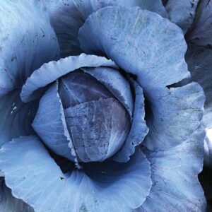 cabbage purple organic