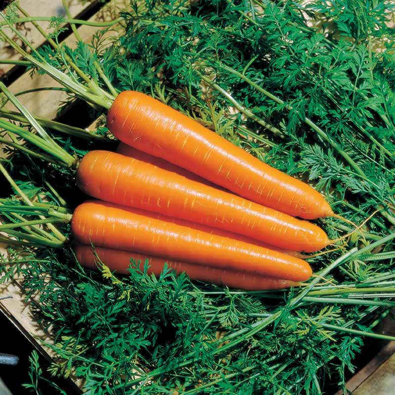 carrot hybrid