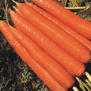 carrot hybrid