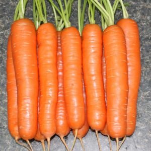 carrot organic