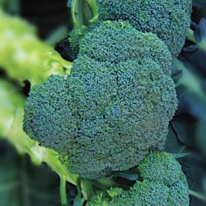 Broccoli- Asteroid (Hybrid)