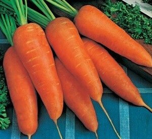 Carrot Royal Chantenay (Heirloom)